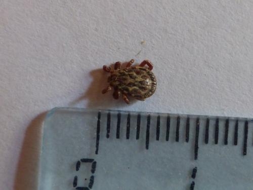Dermacentor marginatus